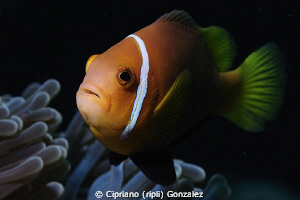 curious anemone fish by Cipriano (ripli) Gonzalez 